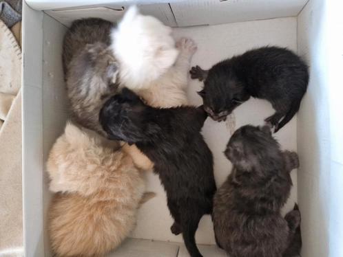 Maine coon kittens xxl en kruizing Maine Coon ragdoll, Dieren en Toebehoren, Katten en Kittens | Raskatten | Langhaar, Meerdere dieren