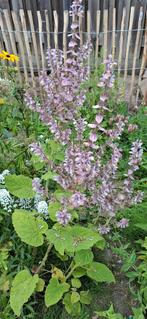 Scharlei (Salvia sclarea) - Kruidachtige plant, Tuin en Terras, Planten | Tuinplanten, Volle zon, Ophalen of Verzenden, Tweejarig