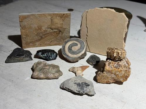 Verzameling fossielen, Verzamelen, Mineralen en Fossielen, Fossiel, Ophalen of Verzenden