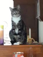 Gratis poes, Poes, Gechipt, 6 jaar of ouder