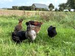 Jonge tamme Araucana kippen hennen gesekst en ingeënt, Dieren en Toebehoren, Pluimvee, Vrouwelijk, Kip