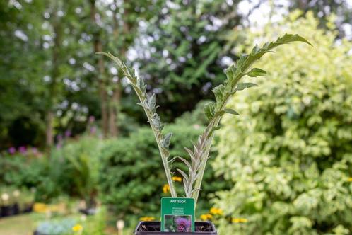 Artisjok (Cynara scolymus), Tuin en Terras, Planten | Tuinplanten, Volle zon, Zomer, Ophalen