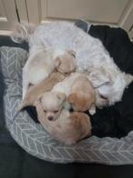 Chihuahua boomer pups, Dieren en Toebehoren, Keeshond, 8 tot 15 weken, Meerdere, Meerdere dieren