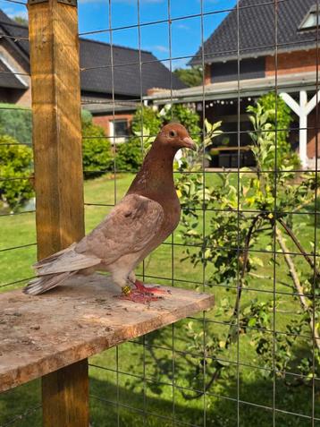 Almond postduiven duiven  beschikbaar voor biedingen