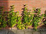 hibiscus, Tuin en Terras, Planten | Struiken en Hagen, Ophalen, Overige soorten, Minder dan 100 cm