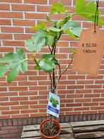 Vijgbomen diverse maten vanaf €22,50, Tuin en Terras, Planten | Bomen, Ophalen of Verzenden, Zomer, Volle zon