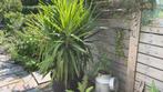 Yucca, Ophalen, Minder dan 100 cm