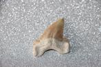 Palaeocarcharodon orientalis, Ophalen of Verzenden, Fossiel