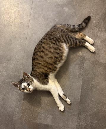 Kittens beschikbaar voor biedingen