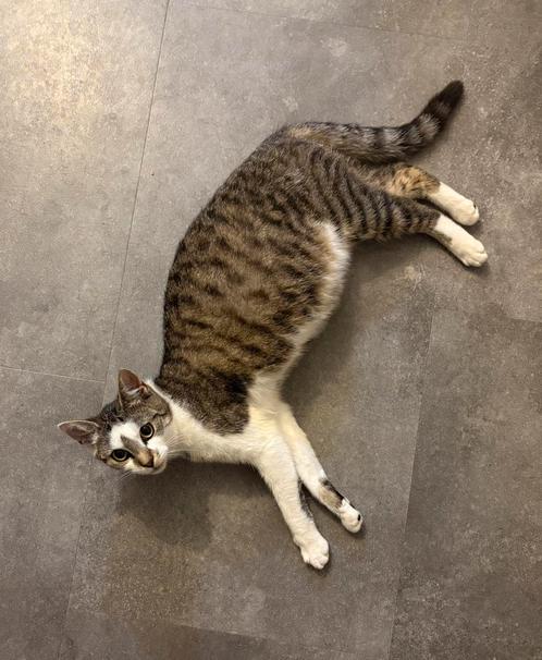 Kittens, Dieren en Toebehoren, Kattenmanden, Ophalen of Verzenden