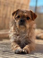 Wie wilt er aan de slag met Peanut, Dieren en Toebehoren, Honden | Niet-rashonden, Particulier, Rabiës (hondsdolheid), Reu, 1 tot 2 jaar