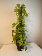 Epipremnum Neon Kamerplant, Huis en Inrichting, Kamerplanten, Ophalen, 100 tot 150 cm, Overige soorten, Halfschaduw