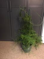 Grote aspargus plant, Huis en Inrichting, Kamerplanten, Ophalen, Halfschaduw, Minder dan 100 cm
