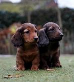Langharige Dwergteckel pups | Reutjes | Teckel, Dieren en Toebehoren, Nederland, CDV (hondenziekte), 8 tot 15 weken, Dwerg