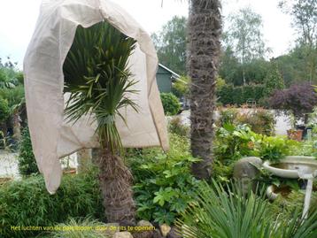 Winterbescherming-vorstbescherming voor palmboom