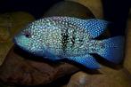Midden Amerikaanse Cichliden: Herichthys carpintis Tamesi, Vis, Zoetwatervis