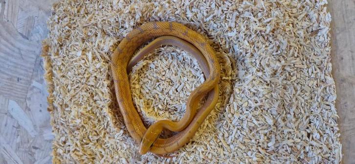 1.2 taiwanese rattenslangen