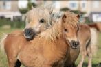 Shetlanders te koop wegens inkrimpen fokkerij, Dieren en Toebehoren, Pony's, Niet van toepassing, A pony (tot 1.17m), Meerdere dieren