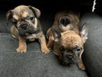 Prachtige gezonde Franse Bulldog pups, CDV (hondenziekte), 8 tot 15 weken, Bulldog, Meerdere