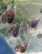 Borstelneus ook wel algeneter genoemd (Ancistrus), Vis, Zoetwatervis