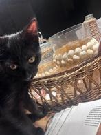 bengaal kruising zwarte(blauwe) rus  kittens te koop, Dieren en Toebehoren, Katten en Kittens | Overige Katten, Poes
