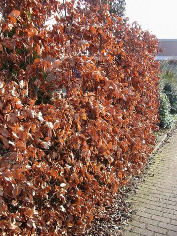 beukenhaag Fagus sylvatica rode of groene beschikbaar voor biedingen