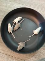 Gebils te koop, Dieren en Toebehoren, Meerdere dieren