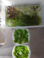 Waterpest en cryptocorine, Ophalen, Zo goed als nieuw, Plant(en), Steen of Hout