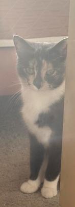 Heel lief speciaal poesje Nakia zoekt een warm huisje, Dieren en Toebehoren, Poes