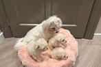 Maltipo pups, Dieren en Toebehoren, Poedel, 8 tot 15 weken, Parvo, Meerdere
