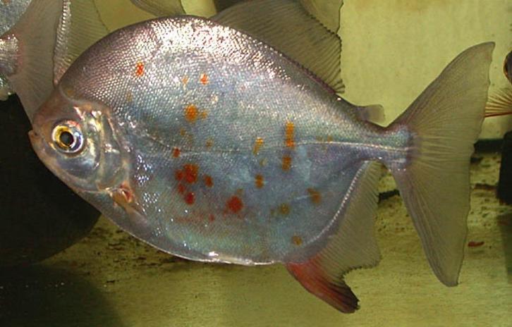 Myleus rubripinnis, Dieren en Toebehoren, Vissen | Aquariumvissen, Zoetwatervis, Vis