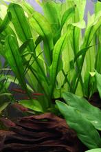 Prachtige grote Echinodorus bleheri waterplant, Dieren en Toebehoren, Vissen | Aquaria en Toebehoren, Nieuw, Ophalen of Verzenden