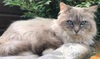 Ter dekking: Ragdoll Dekkater - Blue Lynx - met stamboom, 3 tot 5 jaar