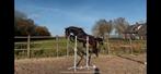 Diverse (toekomstige) dressuur en springpaarden., Dieren en Toebehoren, Paarden, Springpaard, Met stamboom, Niet van toepassing
