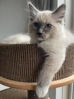 Ragdoll stamboom WIJ MOGEN VERHUIZEN, Dieren en Toebehoren, Katten en Kittens | Raskatten | Langhaar, Kater, Gechipt, 0 tot 2 jaar