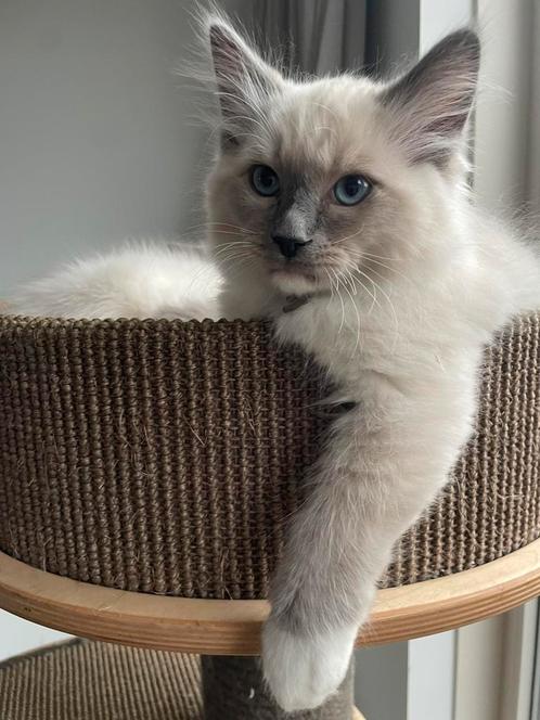 Ragdoll stamboom WIJ MOGEN VERHUIZEN, Dieren en Toebehoren, Katten en Kittens | Raskatten | Langhaar, Kater, 0 tot 2 jaar, Met stamboom
