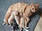 Prachtige lieve kittens te koop, Dieren en Toebehoren, Katten en Kittens | Overige Katten
