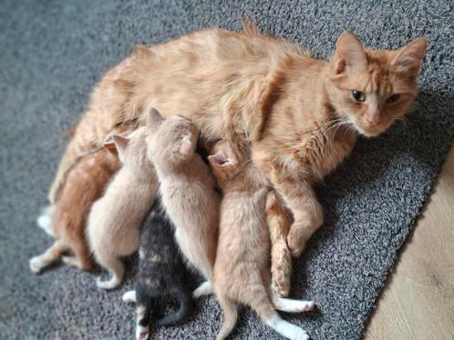 Prachtige lieve kittens te koop, Dieren en Toebehoren, Katten en Kittens | Overige Katten