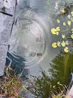 Goudvissen uit vijver gratis af te halen, Dieren en Toebehoren, Vissen | Vijvervissen, Goudvis(sen)
