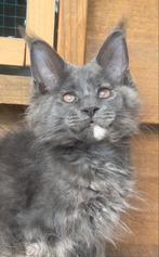 Maine coon kittens met stamboom klaar voor verhuis, Meerdere dieren, Gechipt, 0 tot 2 jaar
