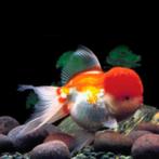 Leeuwenkop Rood Wit Oranda 9 CM, Vis, Zoetwatervis