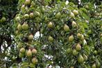 Goedkope fruitbomen appelbomen perenbomen pruimenbomen, Tuin en Terras, Planten | Fruitbomen, Minder dan 100 cm, Lente, In pot