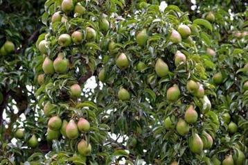 Goedkope fruitbomen appelbomen perenbomen pruimenbomen beschikbaar voor biedingen