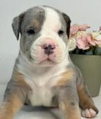 American Bully XL, Dieren en Toebehoren, Honden | Bulldogs, Pinschers en Molossers, Fokker | Hobbymatig, Rabiës (hondsdolheid)