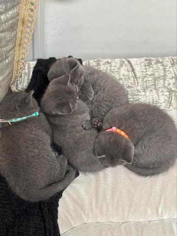 Britse korthaar kitten beschikbaar voor biedingen