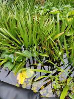 Diverse vijverplanten  krabbescheer  en lelies, Ophalen of Verzenden, Zo goed als nieuw