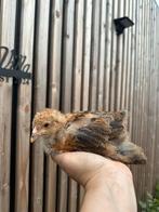 Brahma hennetjes DNA getest, Vrouwelijk, Kip