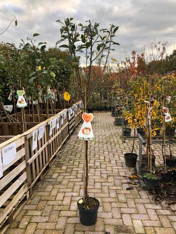 Cox Oranje Pippin Appelboom beschikbaar voor biedingen