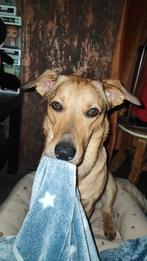 lieve hond dexter, Dieren en Toebehoren, Honden | Niet-rashonden, Reu, Eén hond, 3 tot 5 jaar, Nederland