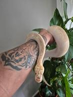 Lesser pastel clown 2023, Slang, 0 tot 2 jaar